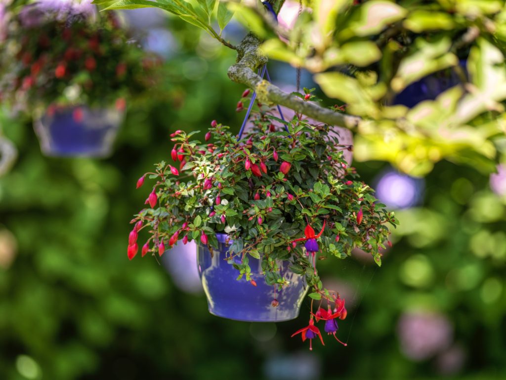 Modern romantische tuin geerlingstuinen.nl